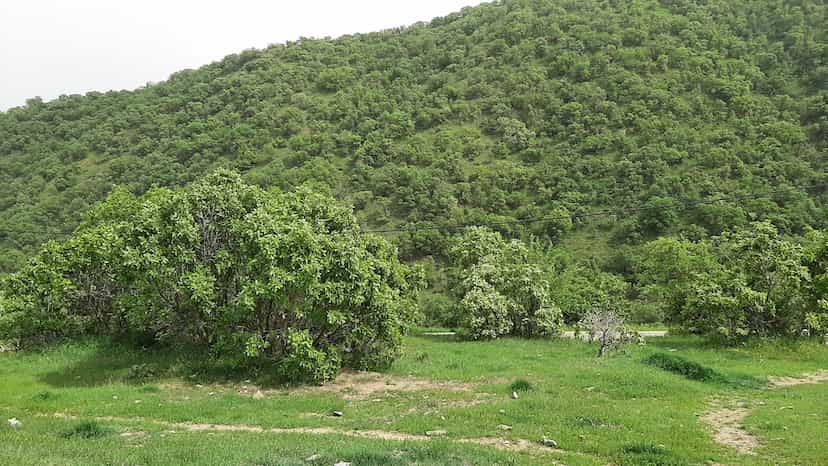 عکس پارک شنه در شهر مریوان