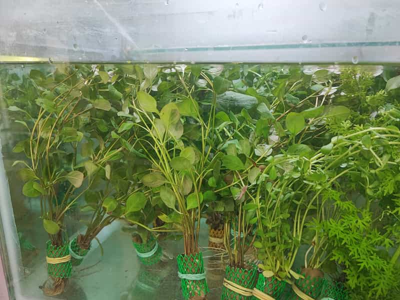 عکس آکواریوم دریا در کوشه ای بیرجند