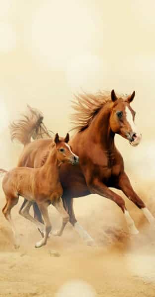عکس باشگاه سوارکاری آذرخش در انزاب مراغه