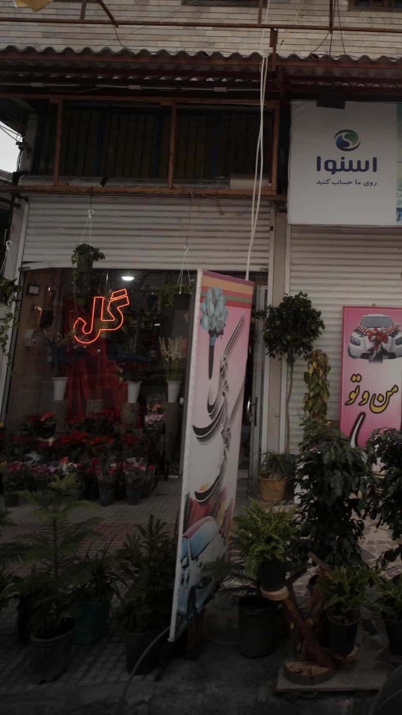 عکس گل من وتو در صیادان فریدون‌کنار