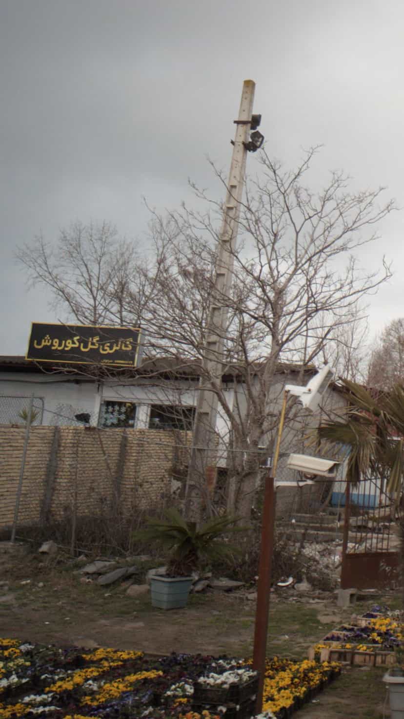 عکس گالری گل کوروش در بندر فریدونکنار فریدون‌کنار