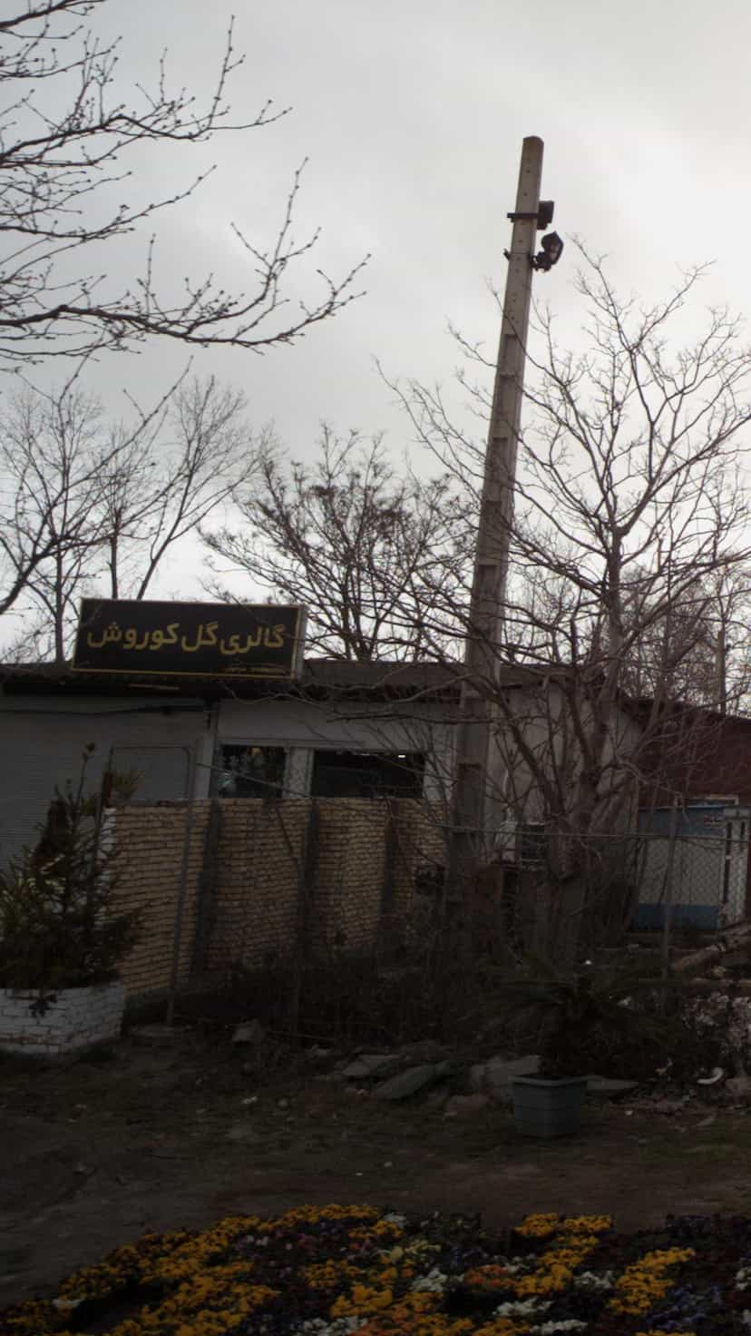 عکس گالری گل کوروش در بندر فریدونکنار فریدون‌کنار