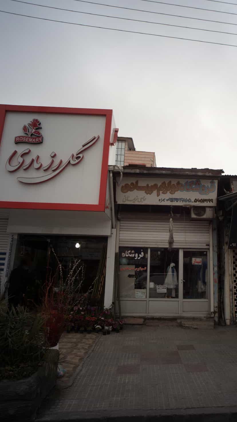 عکس گل رزماری در ایزدی فریدون‌کنار