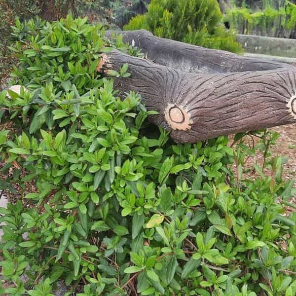 عکس دبیرستان استعدادهای درخشان شهید بهشتی تربت جام دوره اول در شهر تربت جام