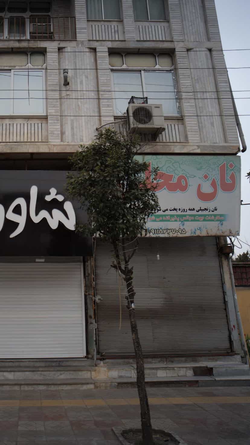 عکس نان محلی زنجبیلی در جویبار قائم شهر