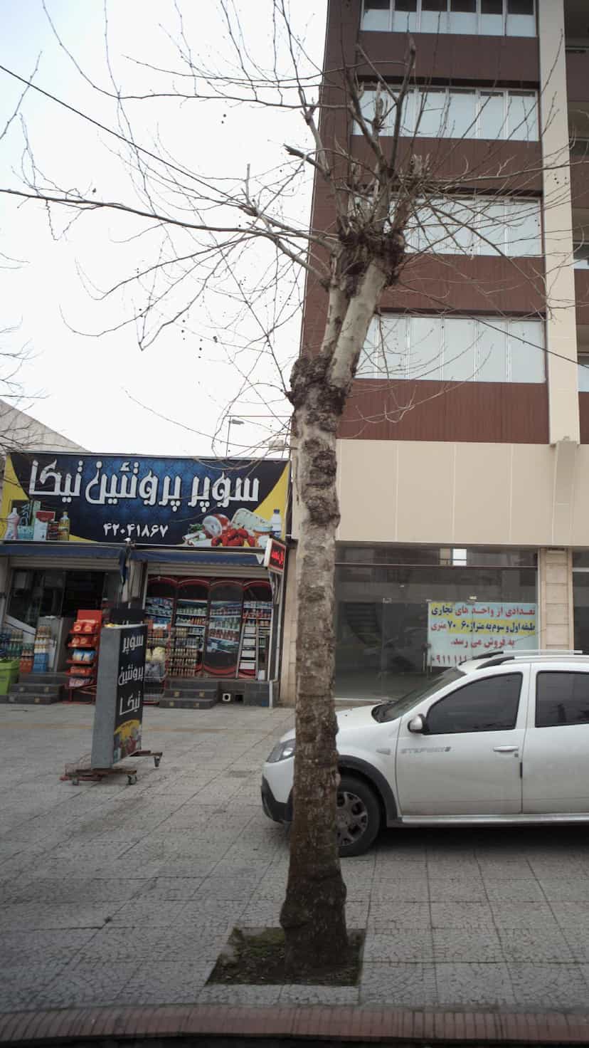 عکس سوپر پروتئین تیکا در آزادی قائم شهر