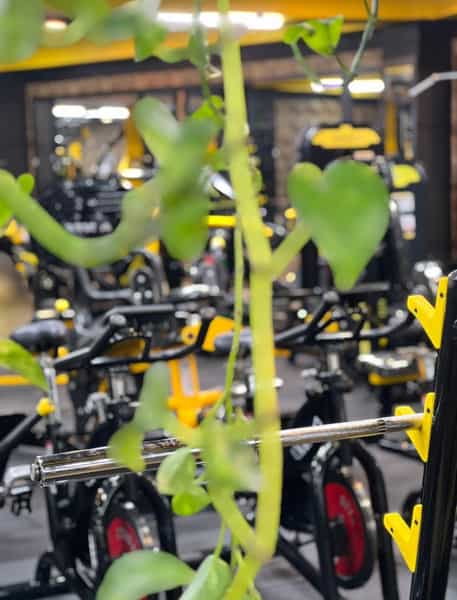 عکس باشگاه بدنسازی آهو ۲ در شهر قائم شهر