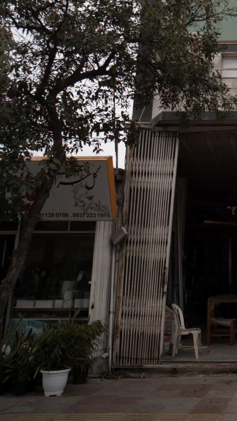 عکس گل سرا در جویبار قائم شهر