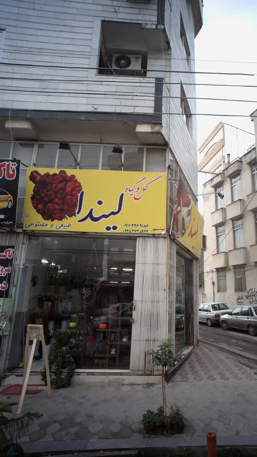 عکس گل و گیاه لیندا در امام خمینی قائم شهر