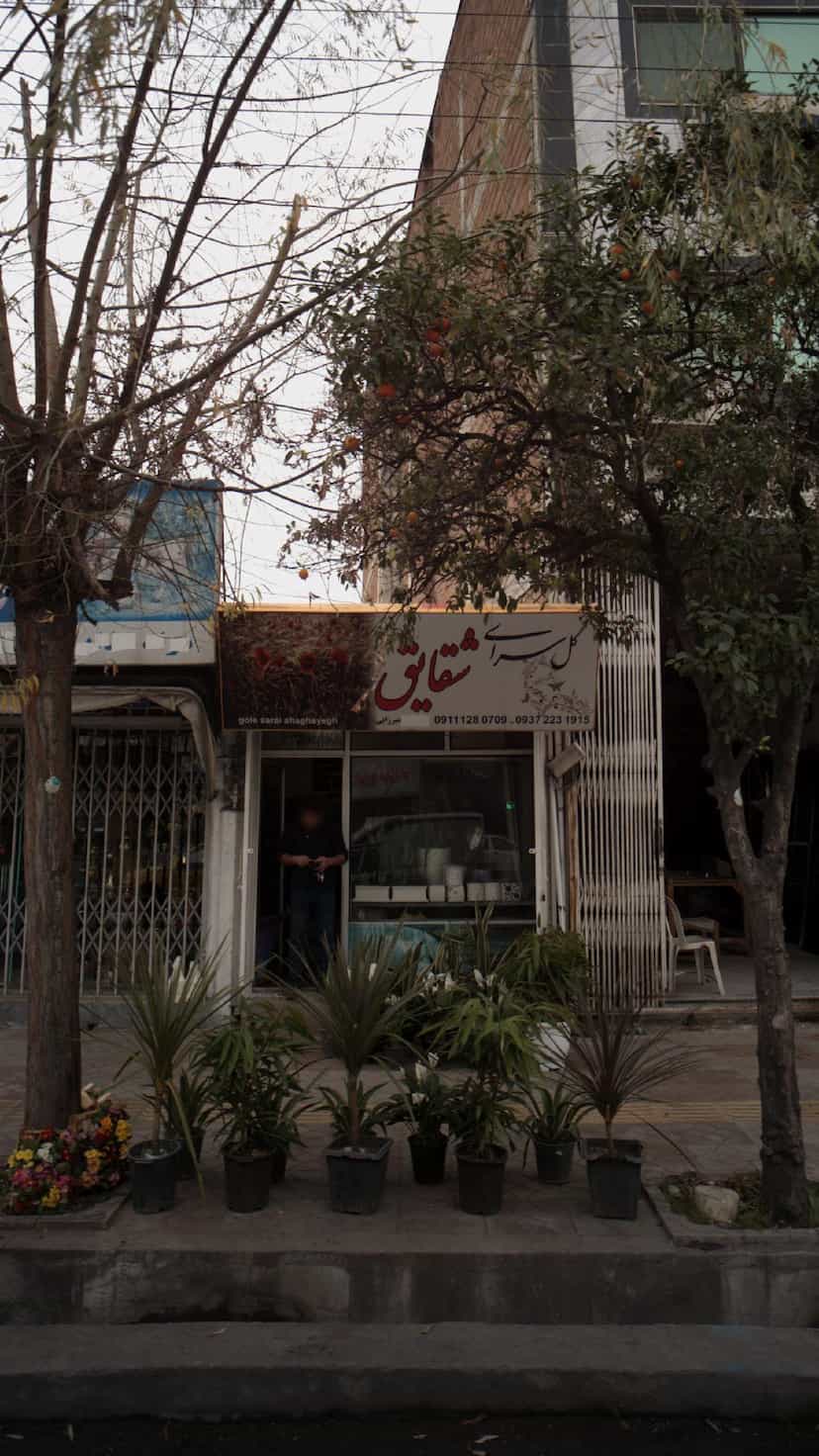 عکس گل سرای شقایق در جویبار قائم شهر