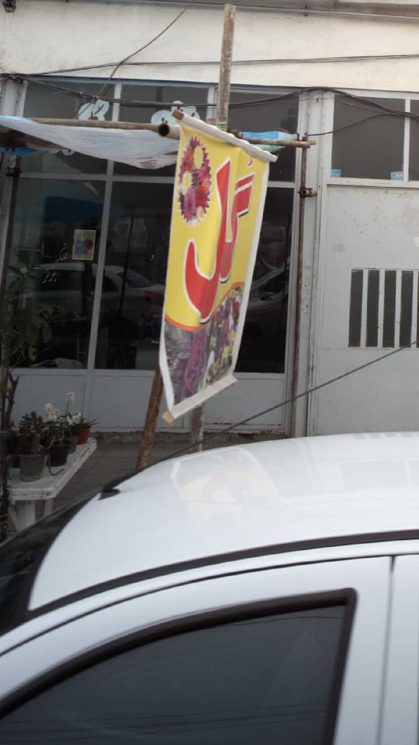 عکس گل در آزادی قائم شهر