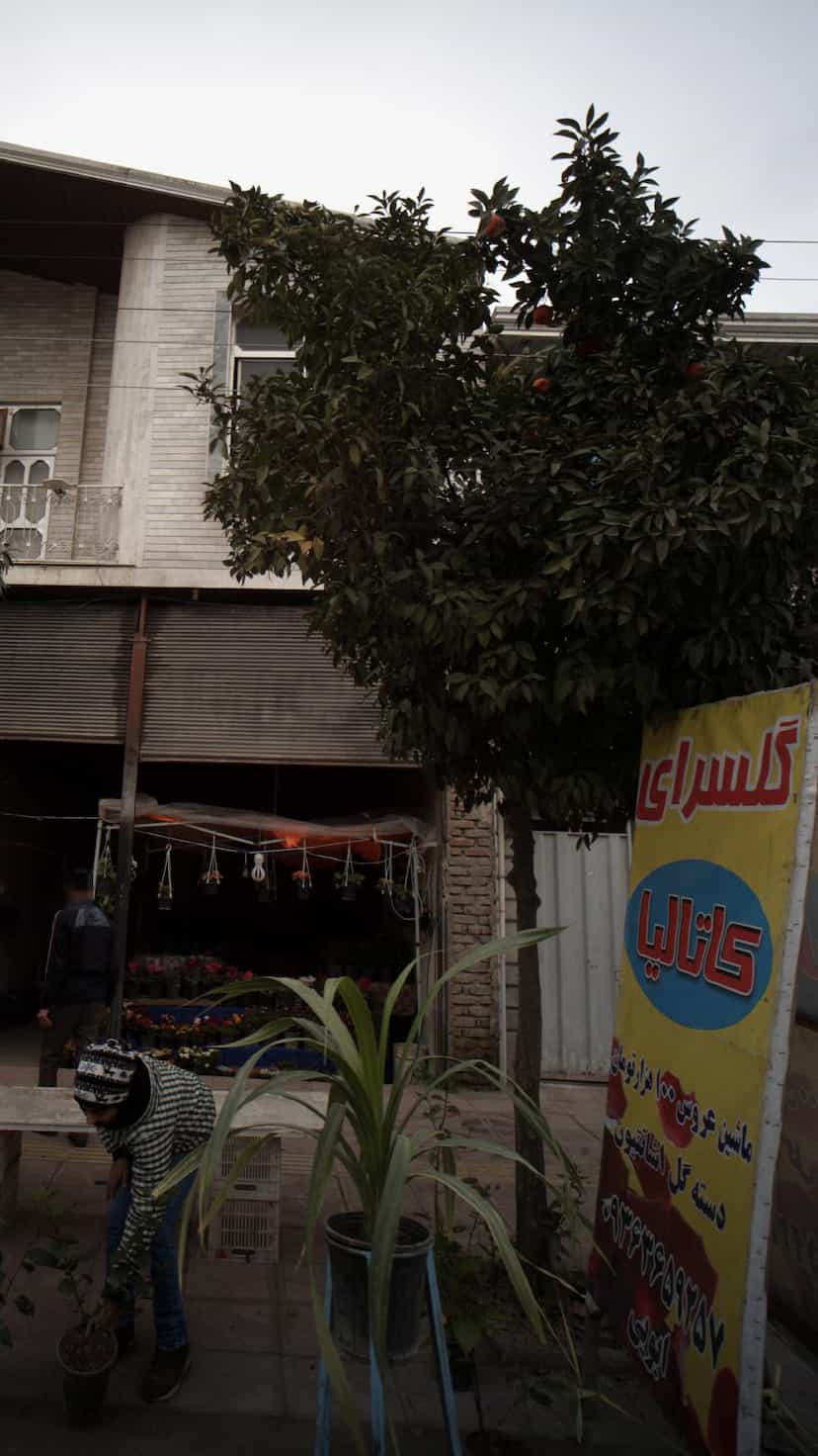 عکس گل سرای کاتالیا در مولوی قائم شهر