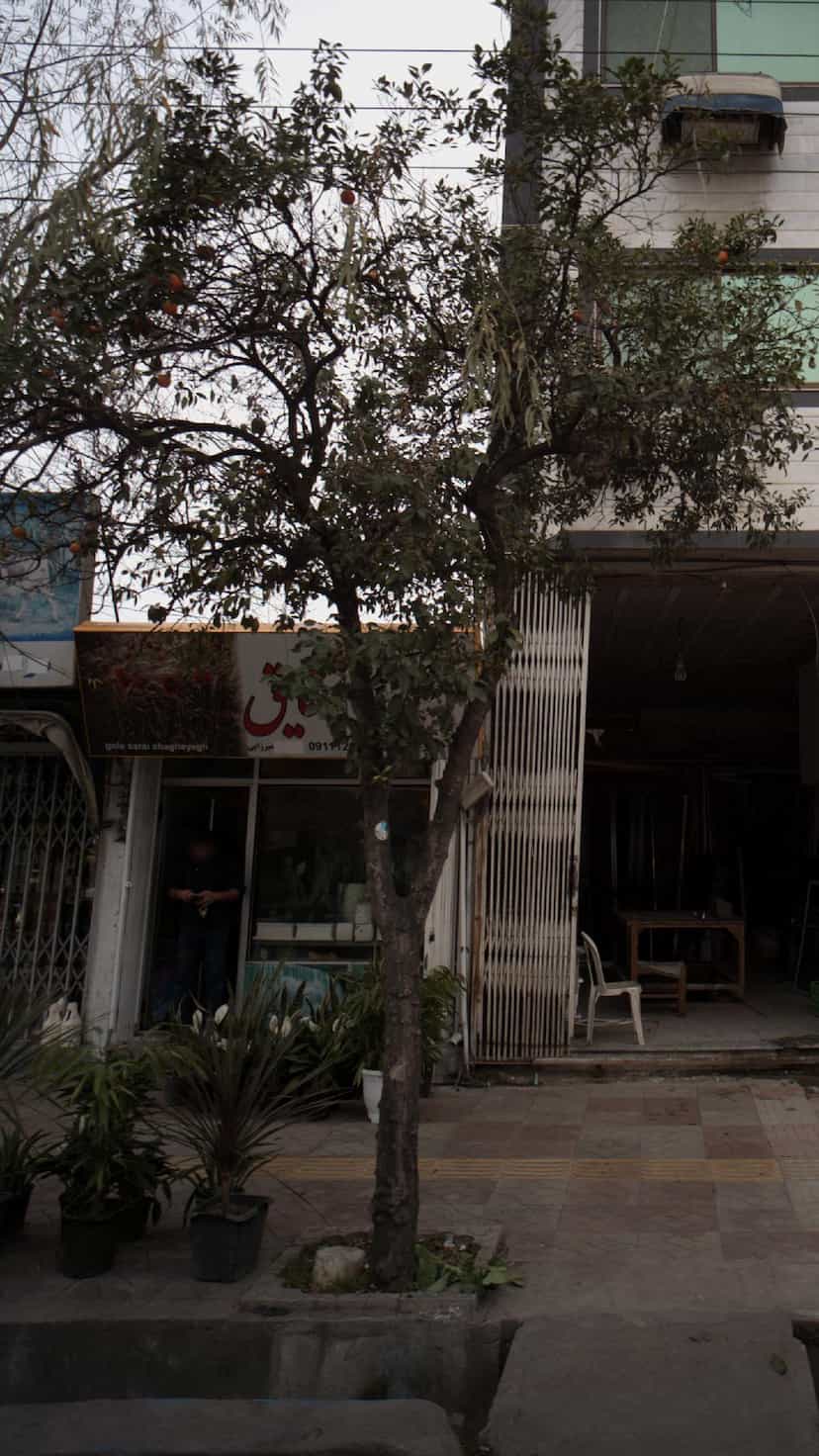 عکس گل فروشی شقایق در جویبار قائم شهر