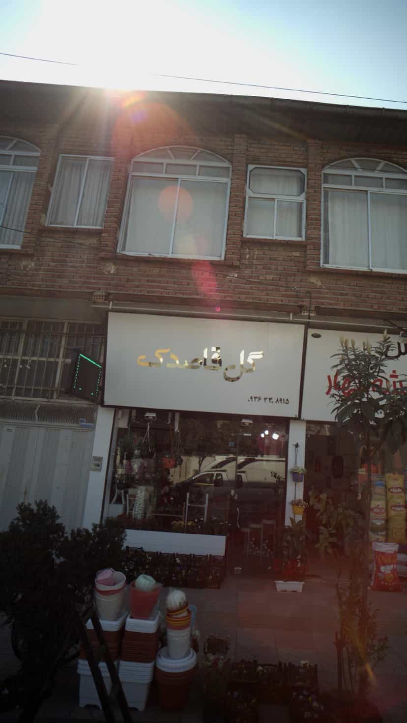 عکس گل قاصدک در مولوی قائم شهر