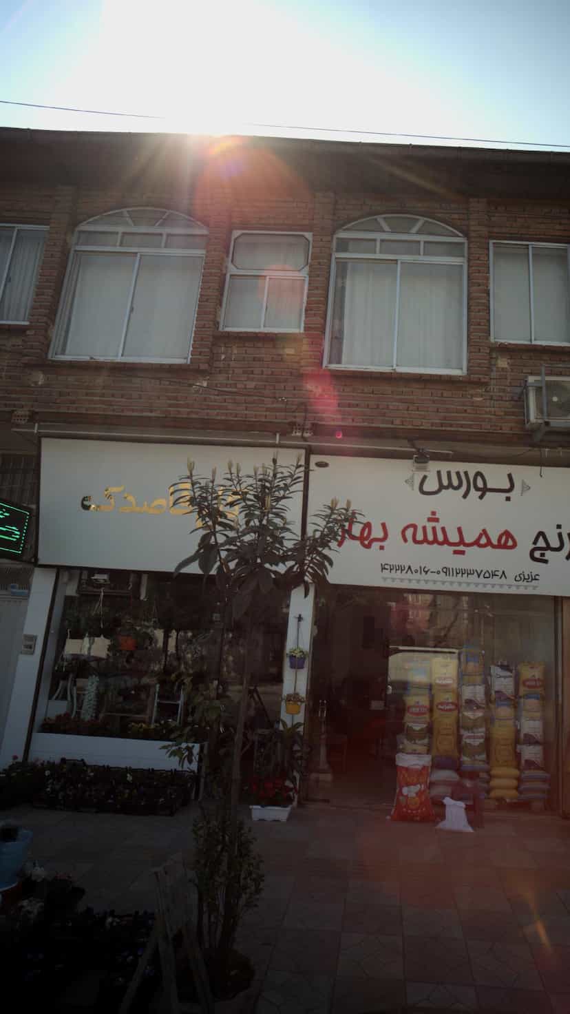 عکس گل قاصدک در مولوی قائم شهر