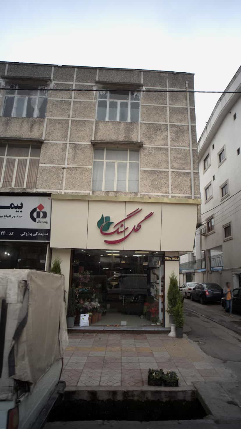 عکس گل سنگ در جویبار قائم شهر