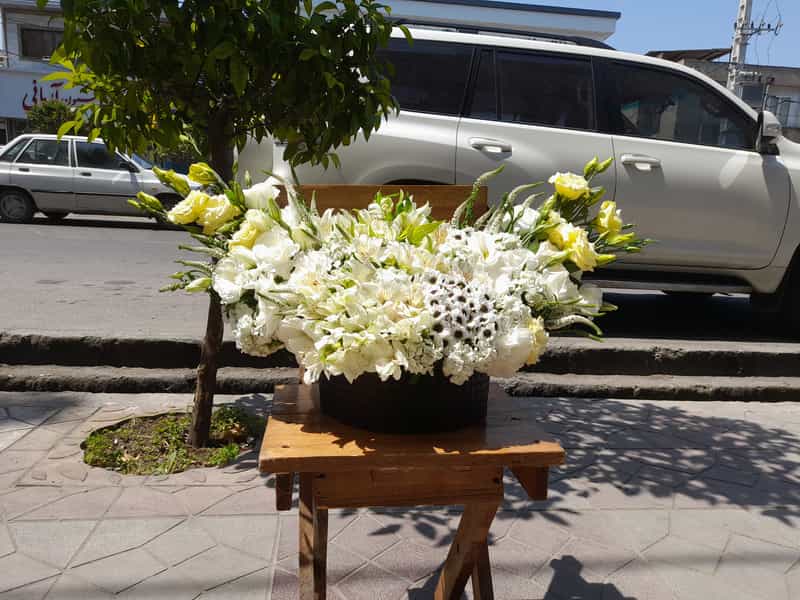 عکس گل سنگ در جویبار قائم شهر