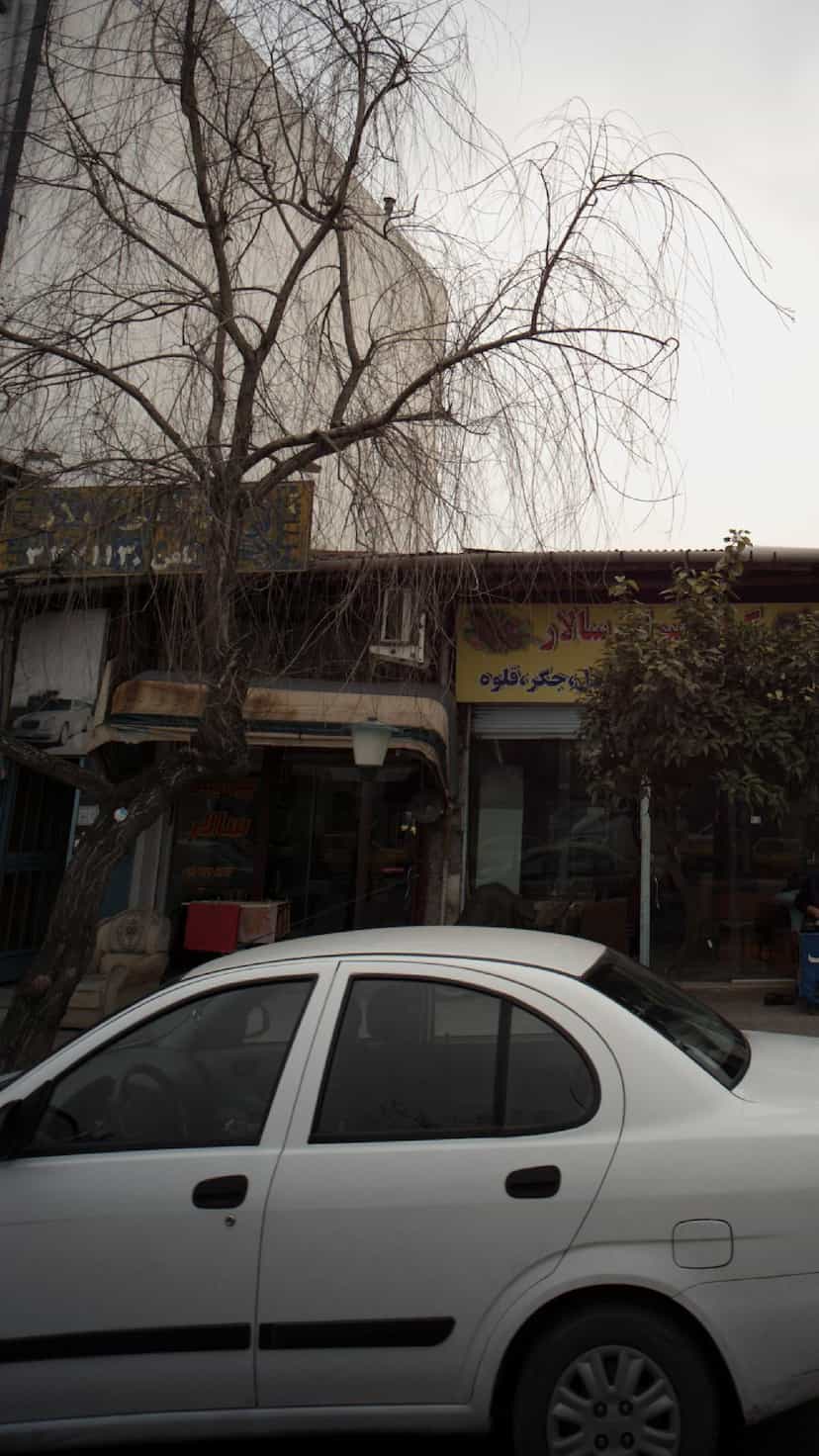 عکس پیرایش سالار در جویبار قائم شهر