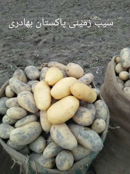 عکس بازار تره بار ایرانشهر در تعاونی وحدت ایرانشهر