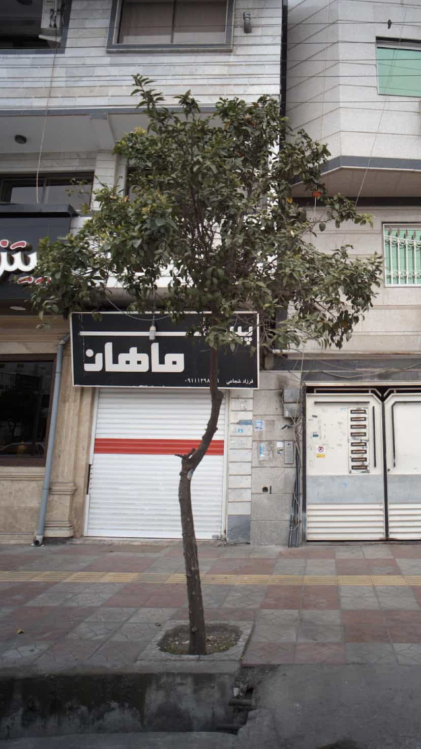 عکس پیراهش ماهان در جویبار قائم شهر