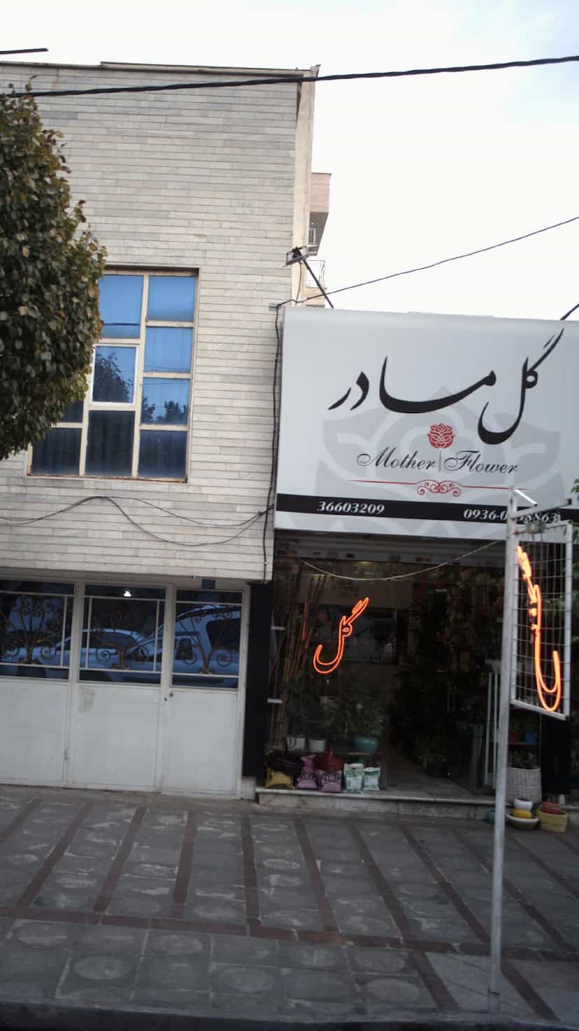 عکس گل مادر در شهر فردیس