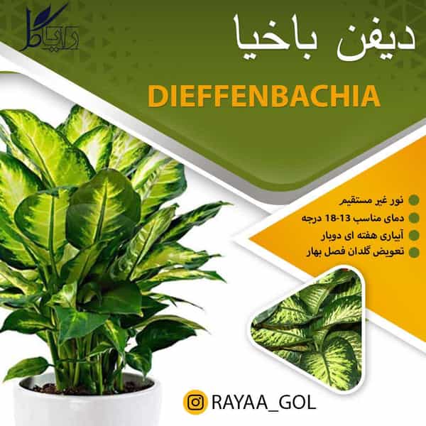 عکس بازار گل و گیاه اسلامشهر ( عباس آباد ) رایا گل در حسین آباد سیاب 