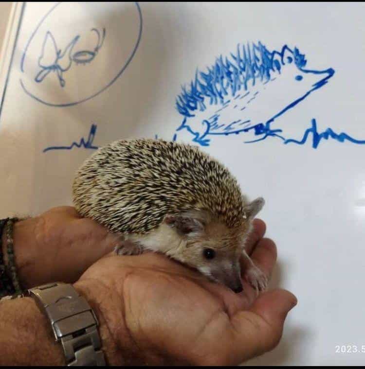 عکس پیش دبستانی ودبستان دخترانه منجی