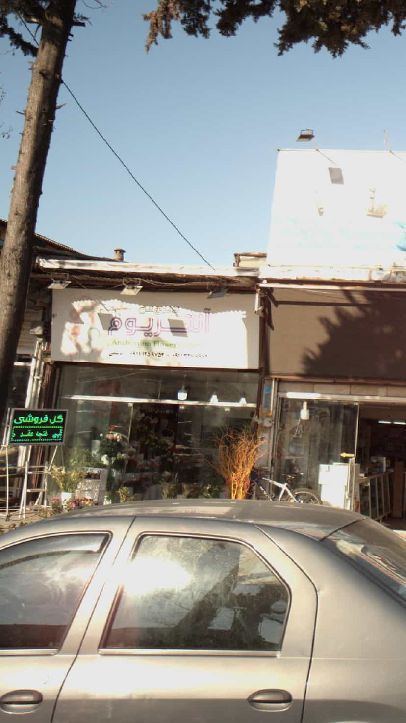عکس گالری گل آنتریوم در گرجی محله آمل