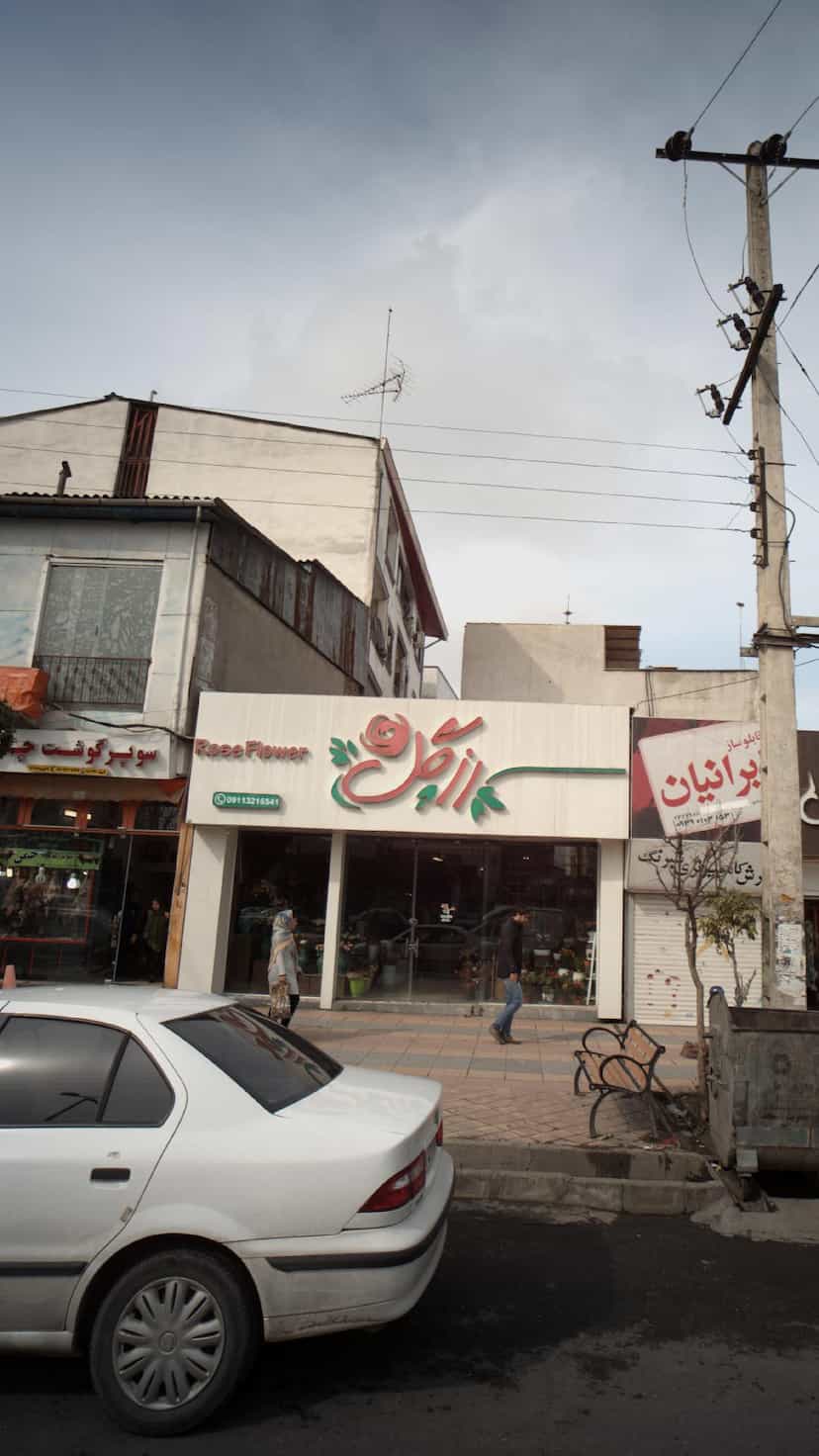 عکس رز گل در گرجی محله آمل