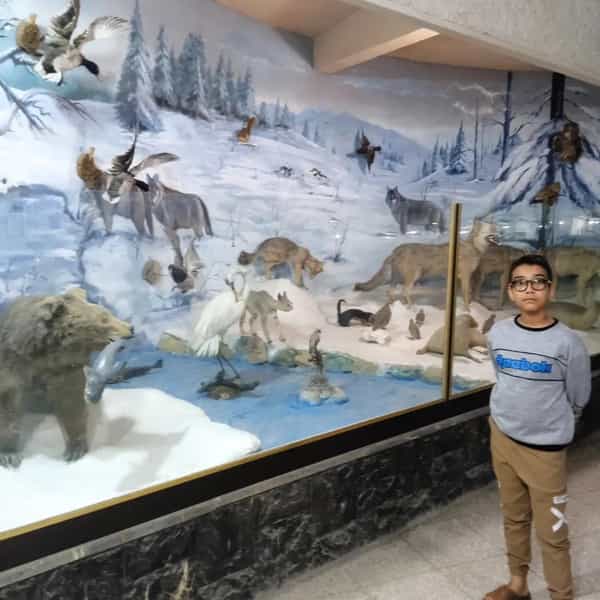 عکس موزه دیرینه شناسی و حیات طبیعی در فردوسی کرمان