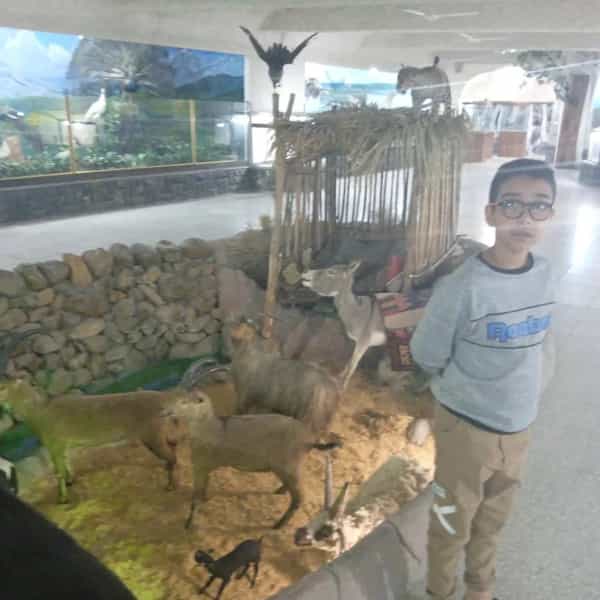 عکس موزه دیرینه شناسی و حیات طبیعی در فردوسی کرمان