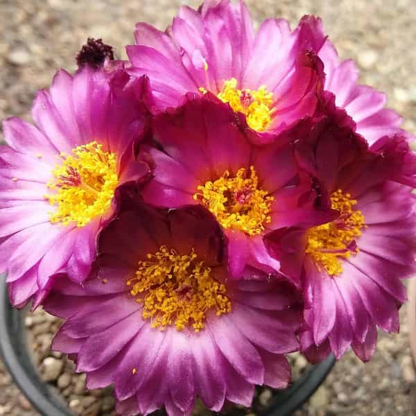 عکس بازار گل کرمان در آبنوس کرمان