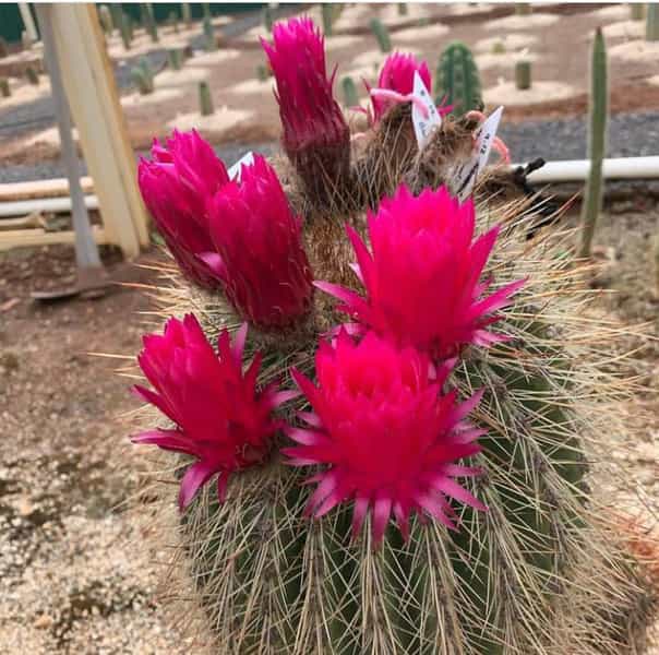 عکس بازار گل کرمان در آبنوس کرمان