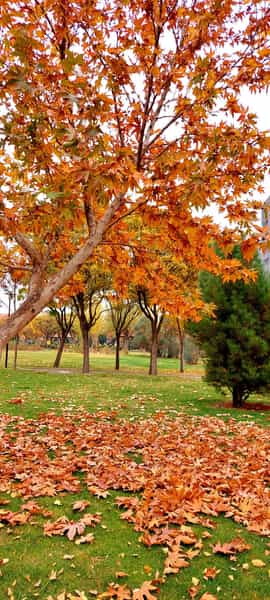 عکس بوستان پامچال در کوثر قزوین