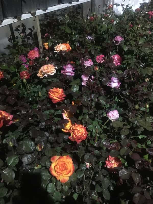 عکس دهکده کاکتوس در امام رضا ارومیه