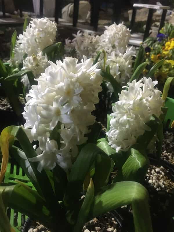 عکس دهکده کاکتوس در امام رضا ارومیه