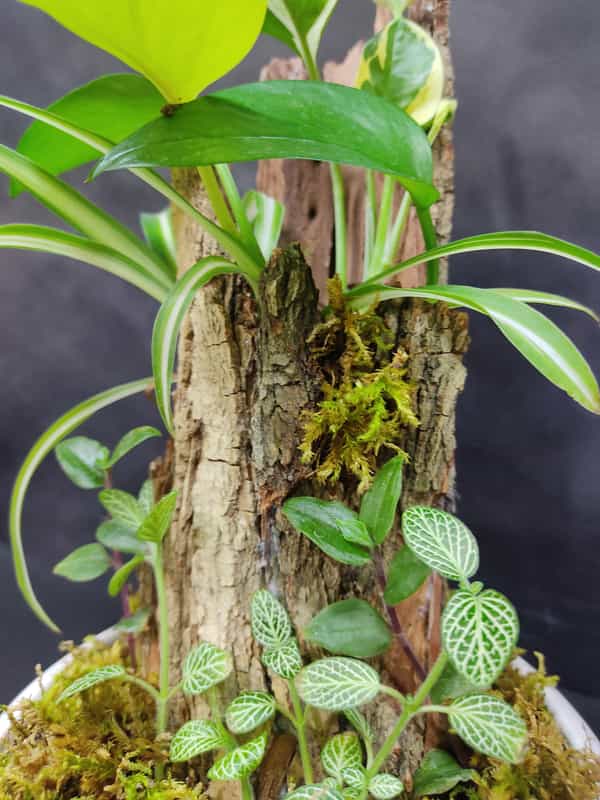 عکس گل و گیاه گول باغچه شهرک کوثر ارومیه