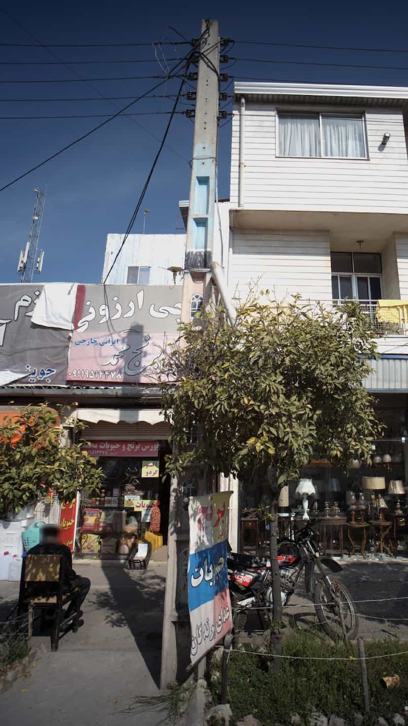 عکس بورس برنج و حبوبات محمد و غذای پرندگان در طبرسی ساری