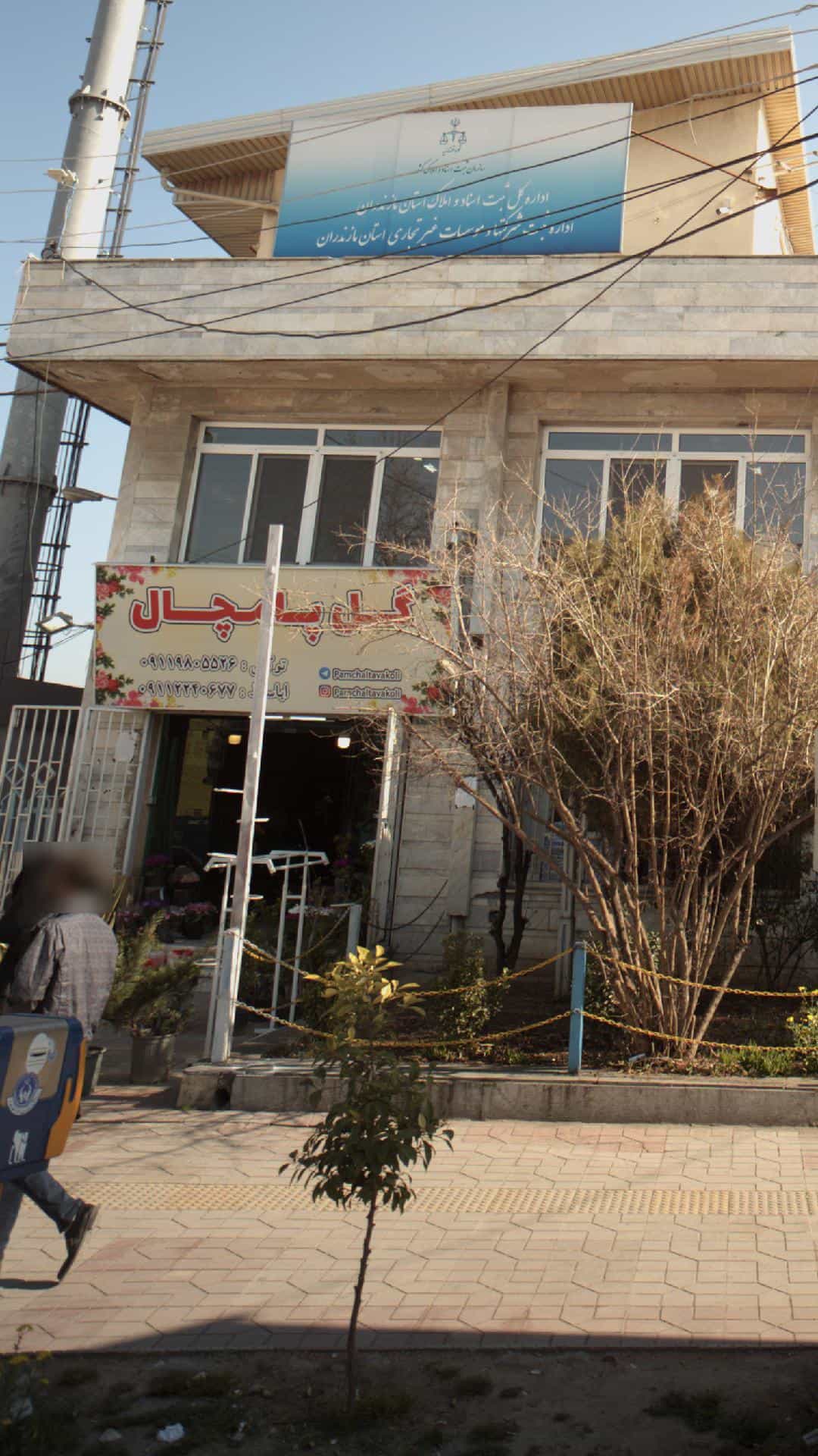 عکس گل پامچال در آیت الله طالقانی ساری