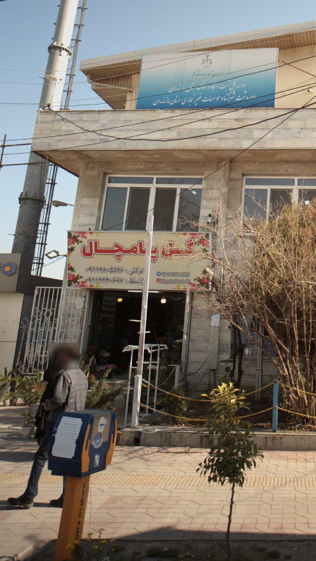 عکس گل پامچال در آیت الله طالقانی ساری