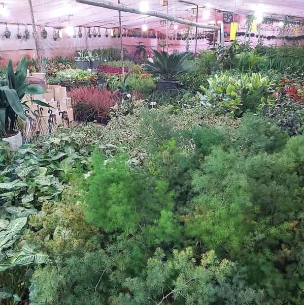 عکس گلستان محلات گل و نهال و بنسای در مصلی کرمانشاه