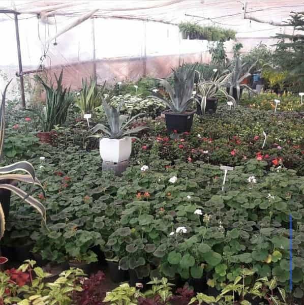عکس گلستان محلات گل و نهال و بنسای در مصلی کرمانشاه
