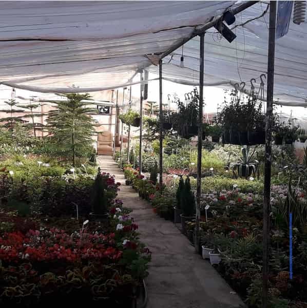 عکس گلستان محلات گل و نهال و بنسای در مصلی کرمانشاه