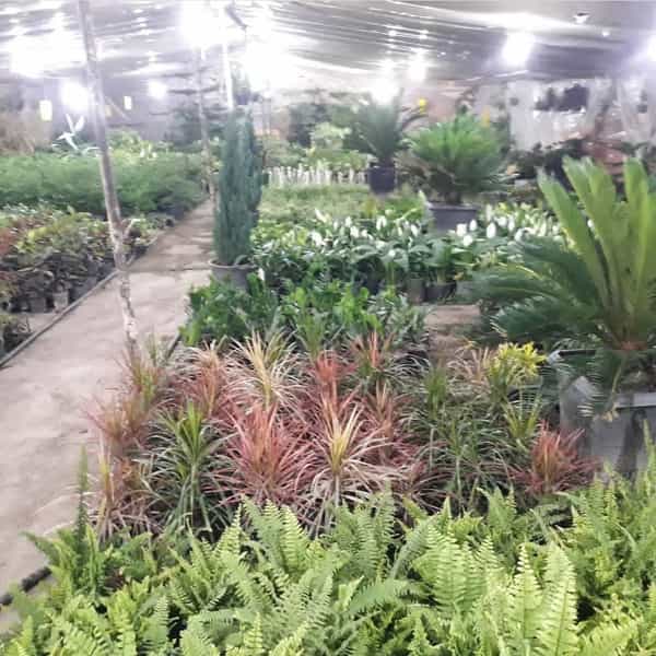 عکس گلستان محلات گل و نهال و بنسای در مصلی کرمانشاه