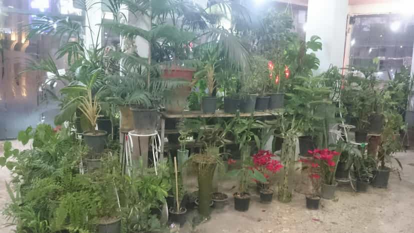 عکس گل فروشی رز در عباسیه کرمانشاه