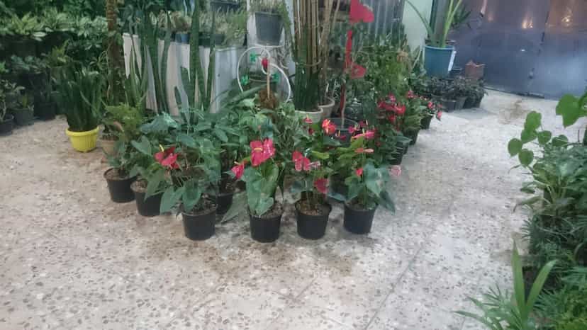 عکس گل فروشی رز در عباسیه کرمانشاه