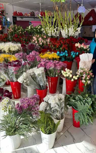 عکس گلکده پارمیدا در مسکن کرمانشاه