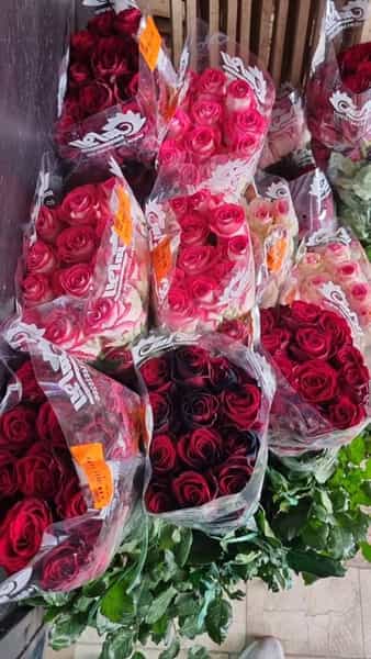 عکس گل سرای سوگل در شهر قم
