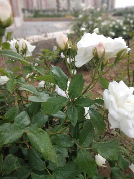 عکس پارک حق شناس در شهر چهاردانگه