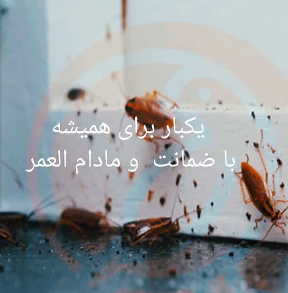 عکس سم سوسک کابینت ، تضمینی و مرجوعی پرداختی کوی ملی راه اهواز